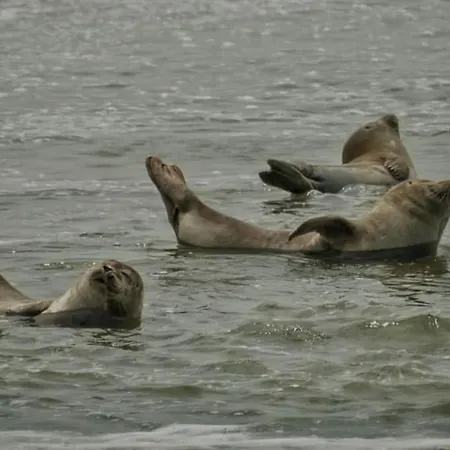 Appartement Peggy - Grand Pour 8 Pers Au Coeur De Berck-plage Berck
