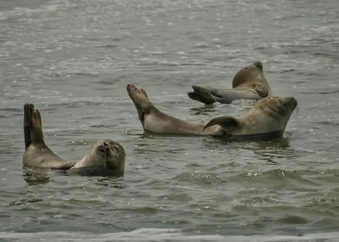 Appartement Joli T4 Au Coeur De Berck-plage Berck